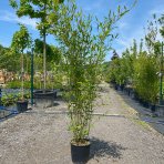 Bambus (Phyllostachys bissetii) - výška 150-175 cm, kont. C10L (-26°C)